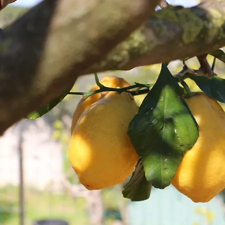 Al Mulino - Mediterranean Garden Retreat In 3* Anacapri (Isola di Capri)