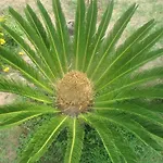 酒店 Al Mulino - Mediterranean Garden Retreat In