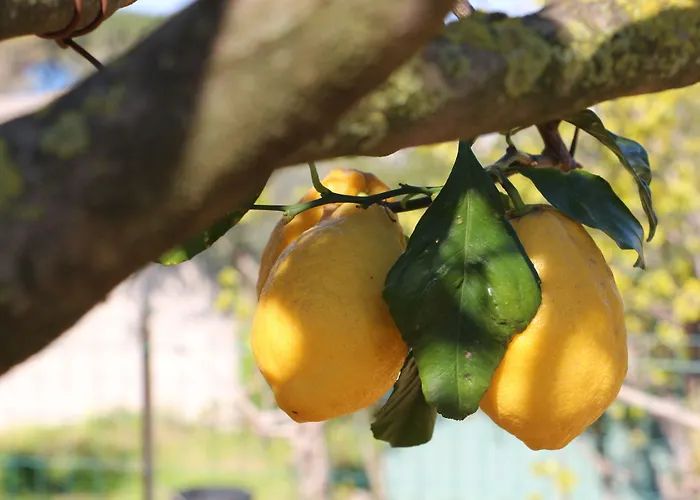 Hotel Al Mulino - Mediterranean Garden Retreat In Anacapri 3* Анакапри