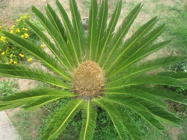 فندق فندق ألمولينو