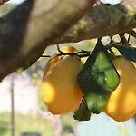 Al Mulino - Mediterranean Garden Retreat In 3* אנה קאפרי