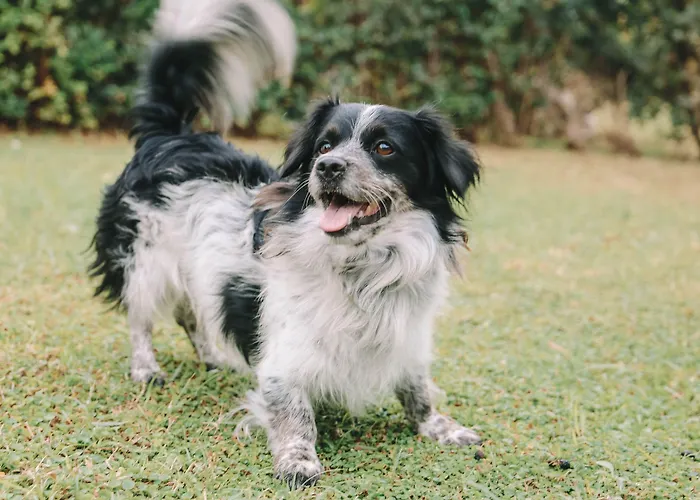 Hotel Al Mulino - Mediterranean Garden Retreat In Anacapri 호텔 아나카프리